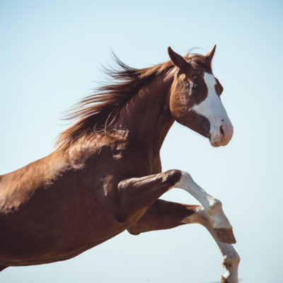 https://www.julieaphotography.com/wp-content/uploads/2018/02/wABreezeOfPassion-42-400x400.jpg