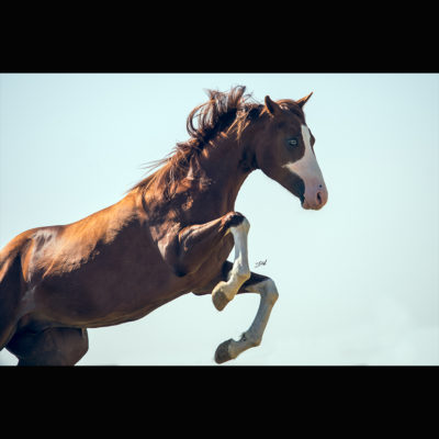 https://www.julieaphotography.com/wp-content/uploads/2018/05/ABOP-7-400x400.jpg